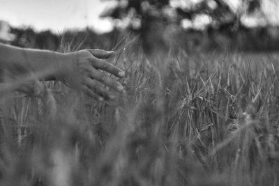 Cropped hand touching plants on field