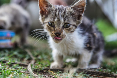 Close-up portrait of cat