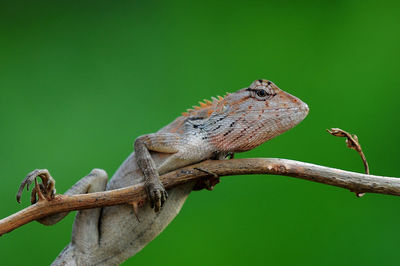 Close-up of a bird perching on branch