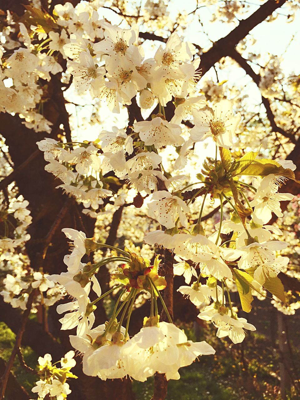 flower, growth, branch, low angle view, fragility, tree, white color, freshness, leaf, petal, nature, blossom, beauty in nature, built structure, in bloom, blooming, architecture, building exterior, day, season