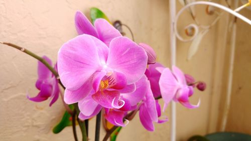 Close-up of pink flowers