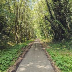 Road amidst trees in forest