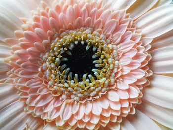 Close-up of pink flower