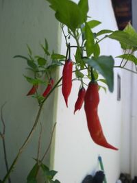 Close-up of red chili peppers plant