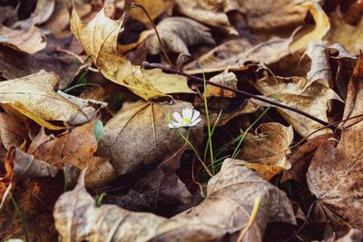 Close-up of dry leaves on field