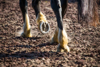 Horse hoofs trotting in arena