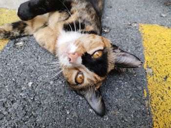 High angle view of cat on street