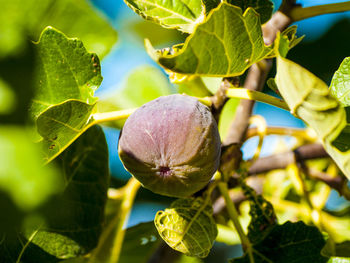 Close-up of fruit growing on plant