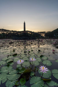 Lotus water lily in lake against sky during sunset