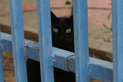 Portrait of black cat looking through metal fence