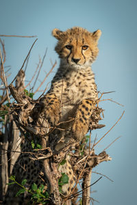 Cheetah cub lies in bush facing camera
