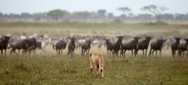 Lion found in east african national parks