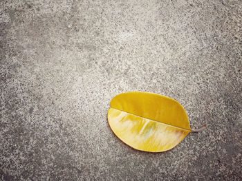 High angle view of yellow lemon on sand
