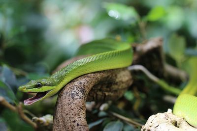 Close-up of lizard on tree