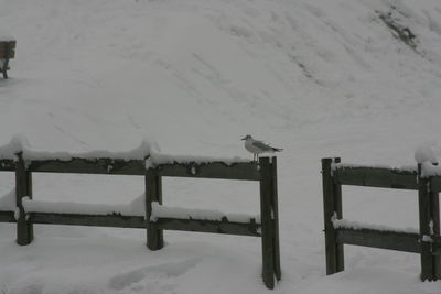 snow