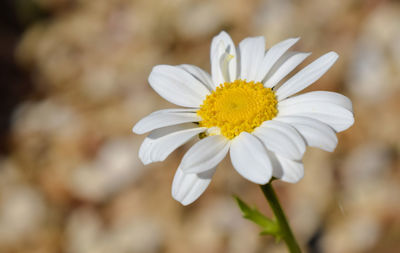 Close-up of white flower blooming outdoors