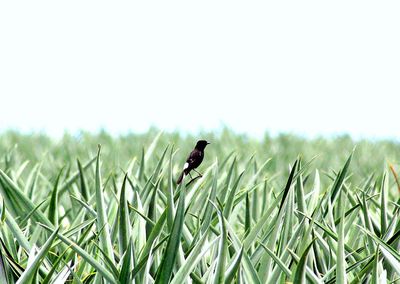 Bird perching on field against clear sky