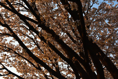 Low angle view of tree against sky