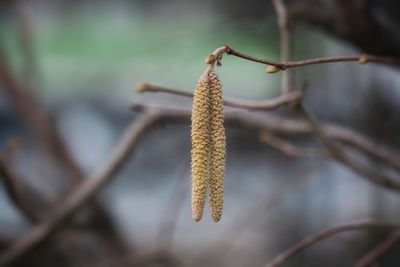 Close-up of dried plant