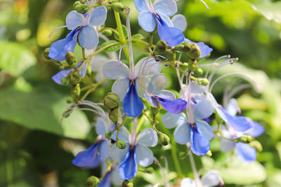 Closeup of the blue butterfly bush flowers.