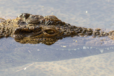 High angle view of crocodile swimming in lake