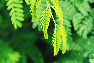 Close-up of fern leaves