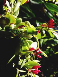 Close-up of red flowers