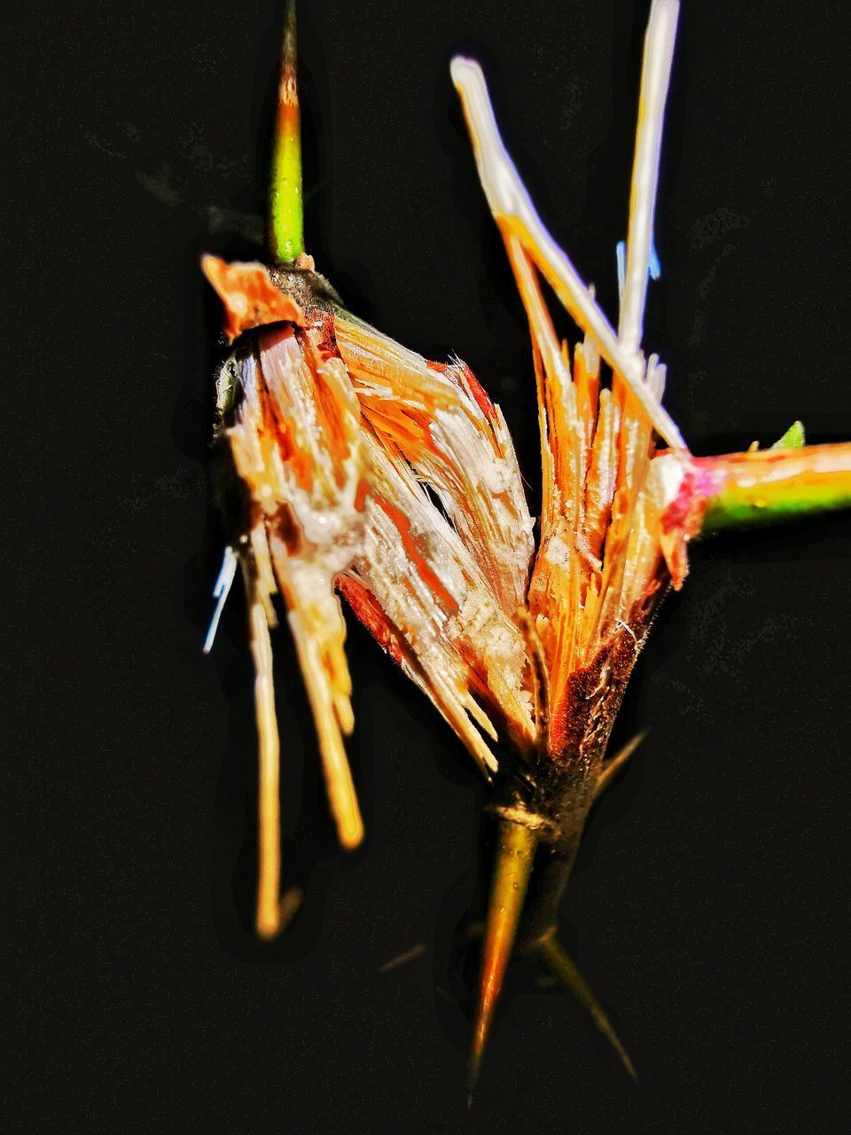 CLOSE-UP OF ORANGE LEAF ON PLANT