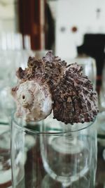 Close-up of crab in glass jar on table