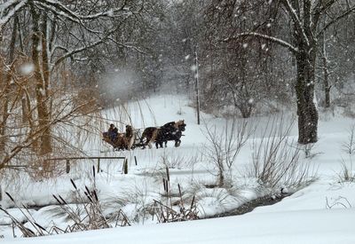 Dog on snow covered bare trees in forest during winter