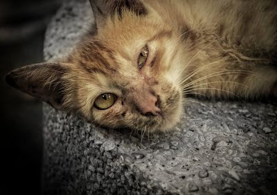 Close-up portrait of cat