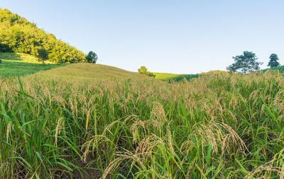 Scenic view of agricultural field against clear sky