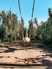 Young woman, girl on a swing, outdoors, tropical, summer, plants.