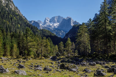 Pine trees on snowcapped mountains against sky