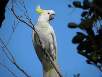 Low angle view of bird perching on branch against blue sky