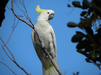 Low angle view of a cockatoo perching on branch against blue sky