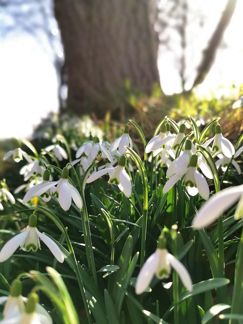 CLOSE-UP OF WHITE FLOWERING PLANTS AGAINST WALL