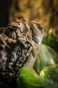 Close-up of lizard on tree trunk