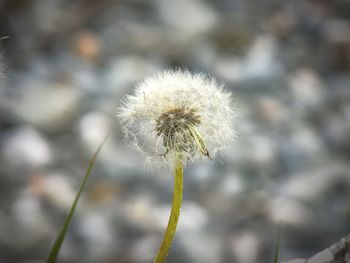 Close-up of dandelion