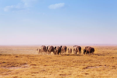 Horses in a field