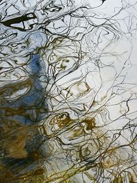 Full frame shot of tree branches in lake