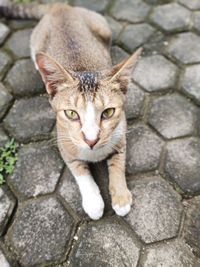 animal
