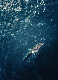 High angle view of fish swimming in sea