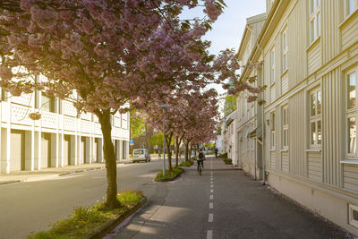 Street amidst trees and buildings against sky