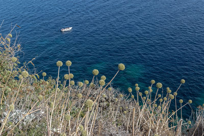 High angle view of plants by sea