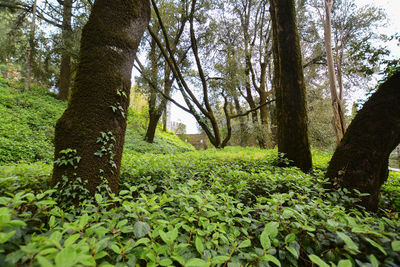 Trees in forest