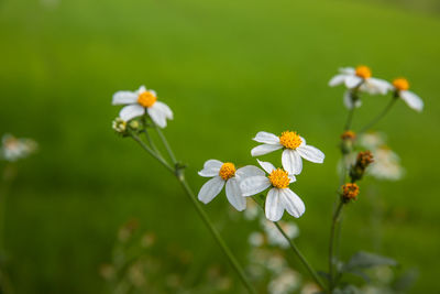 Close-up of white flowering plant