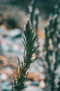 Close-up of flowering plant