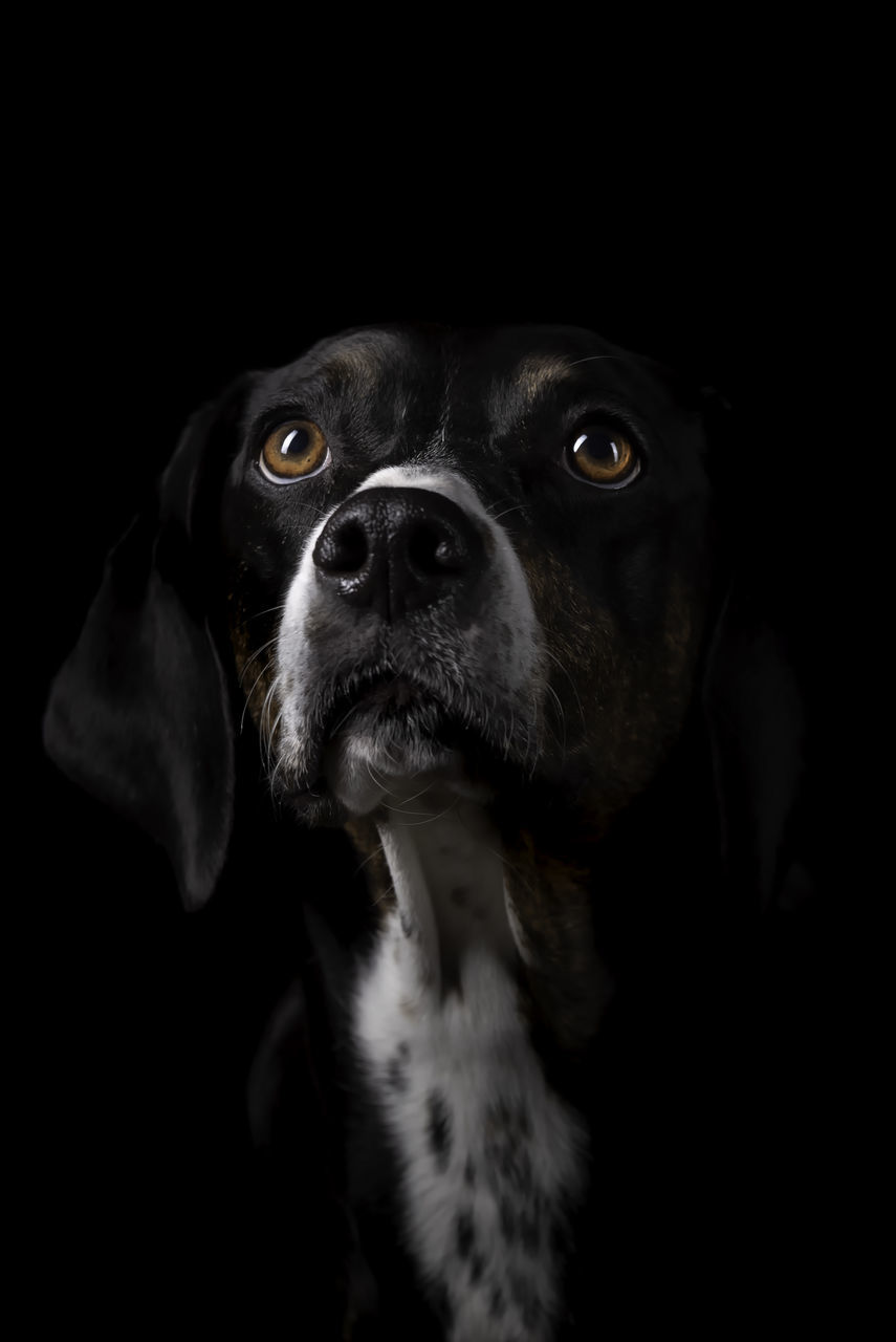 PORTRAIT OF DOG