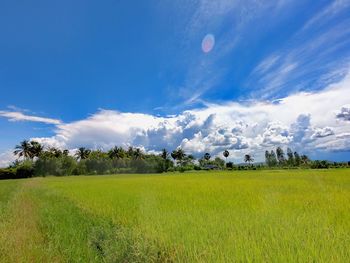 Green fields at ban bang tanot photharam district ratchaburi